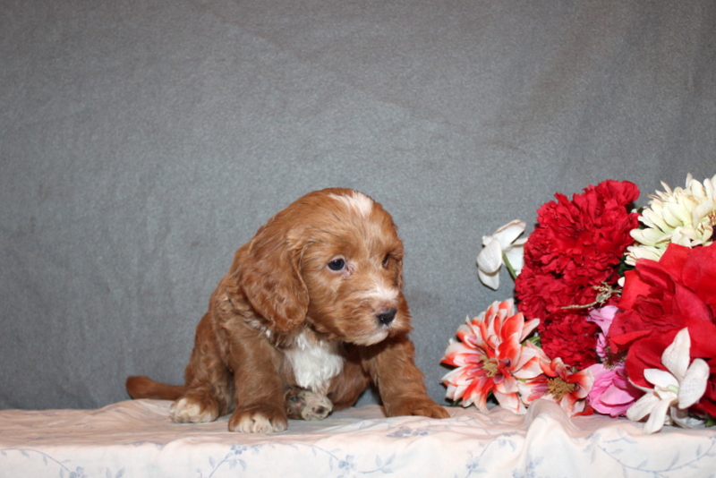 puppy, for, sale, Mini Goldendoodle F2B, Matthew B. Stoltzfus, dog, breeder, Gap, PA, dog-breeder, puppy-for-sale, forsale, nearby, find, puppyfind, locator, puppylocator, aca